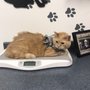 4 Paws Animal Clinic