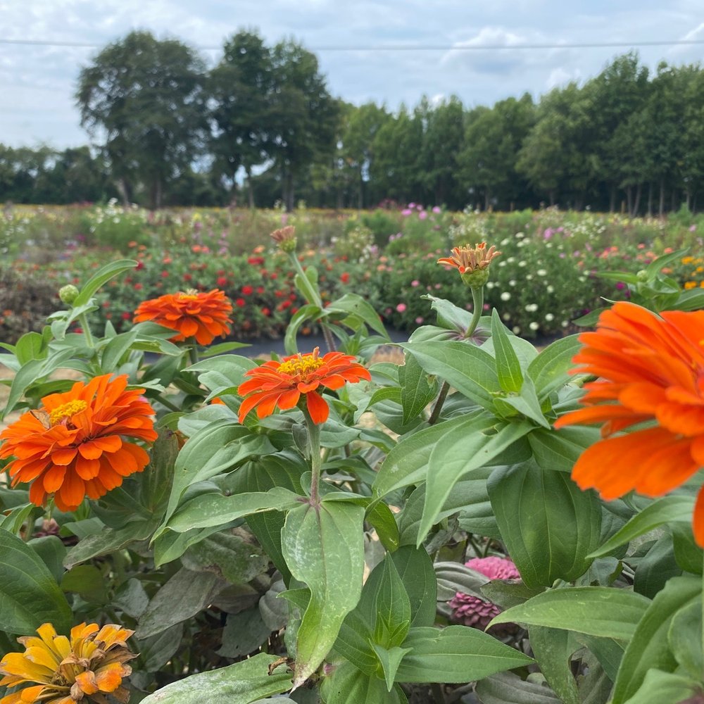 Pop's Farm Market - Endless rows of flowers - Fruits & Veggies Near Me - Monroe Township, New Jersey Pop's Farm Market - Endless rows of flowers - Fruits & Veggies Near Me - Monroe Township, New Jersey