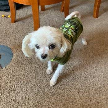 Alicia's Polished Pets - Dyno's back y'all! - Pet Groomers Near Me - Hayward, California Alicia's Polished Pets - Dyno's back y'all! - Pet Groomers Near Me - Hayward, California