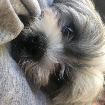 MedVet Mountain View - My baby not feeling well and here to get much needed help - Veterinarians Near Me - Mountain View, California