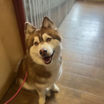 Dog Holliday Grooming - Pet Groomers Near Me - Englewood, Colorado Dog Holliday Grooming - Pet Groomers Near Me - Englewood, Colorado