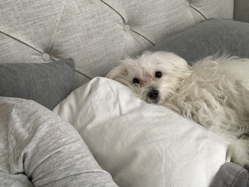 Butler Animal Clinic 11 Reviews Veterinarians 7545 Oak Ridge Hwy