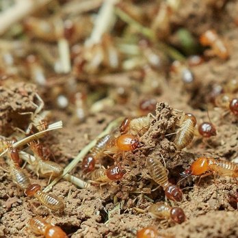 Geffroy Termite Control - Pest Control Near Me - San Jose, California Geffroy Termite Control - Pest Control Near Me - San Jose, California