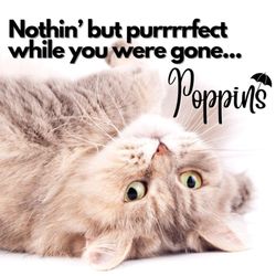 Poppins - Never underestimate a cat!