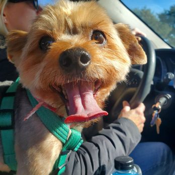 Grooming By Holly - Pet Groomers Near Me - Newark, Delaware
