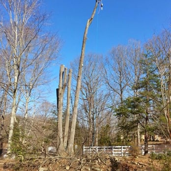 Michael Tree Service - Tree Services Near Me - Fredericksburg, Virginia