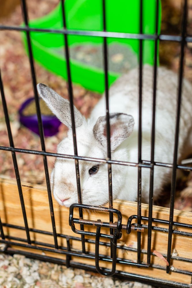 SLATE RUN KENNELS 19 Photos Pet Services 9210 Perrill Rd