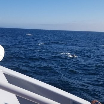 Harbor Breeze - There are dolphins out there - Boat Charters Near Me - Long Beach, California Harbor Breeze - There are dolphins out there - Boat Charters Near Me - Long Beach, California