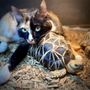 Photo of Ohana Pet Sitters