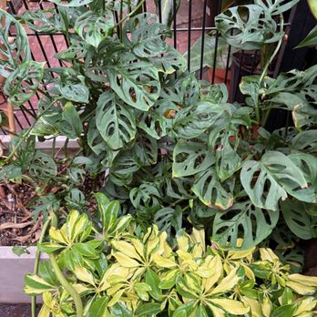 Jordan's Jungle - Nurseries & Gardening Near Me - Pawtucket, Rhode Island
