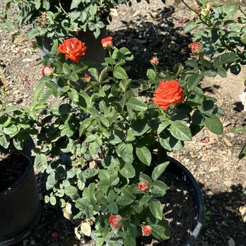 Moon Valley Nurseries - Orange roses - Tree Services Near Me - Chino, California