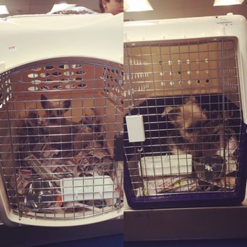 Pack Your Pets Pet Travel - These 2 cuties have a long journey ahead.. they are headed to Vietnam to join there dad on his travels! - Pet Transportation Near Me Pack Your Pets Pet Travel - These 2 cuties have a long journey ahead.. they are headed to Vietnam to join there dad on his travels! - Pet Transportation Near Me