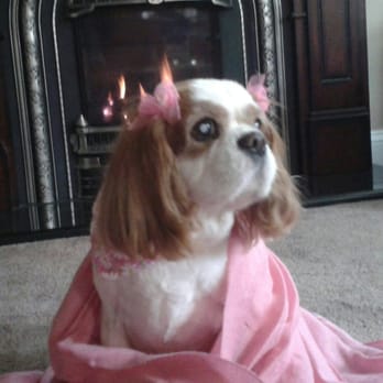 Jills Pet Spa - Pet Services Near Me - Greenlawn, New York Jills Pet Spa - Pet Services Near Me - Greenlawn, New York