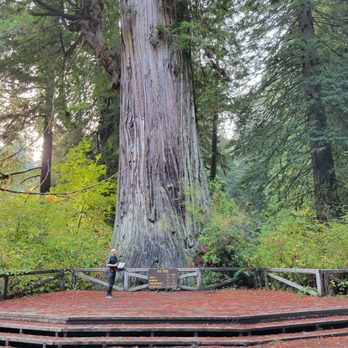 Big Tree - Gazing at the Big Tree! - Landmarks & Historical Buildings Near Me - Orick, California