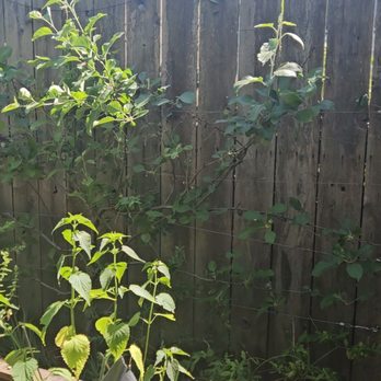 Perez Tree Service - Pruned espliar apple tree. You can see the blueberry bushes again! - Gardeners Near Me Perez Tree Service - Pruned espliar apple tree. You can see the blueberry bushes again! - Gardeners Near Me