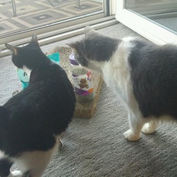 Pet and People Sitters - Nip and treats?!?!?!? We can't pose right now - too happy!! - Pet Sitting Near Me - Denver, Colorado Pet and People Sitters - Nip and treats?!?!?!? We can't pose right now - too happy!! - Pet Sitting Near Me - Denver, Colorado