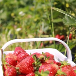 Valley Home Farm - First week of May and it's strawberry season