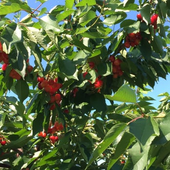 Butternut Farm - White cherries! - Pick Your Own Farms Near Me - Farmington, New Hampshire