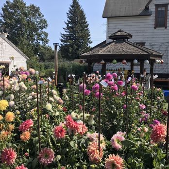Post Street Farm - Dalias are in bloom! Such gorgeous flowers and sooo many different colors and sizes to choose from' - Pumpkin Patches Near Me - Santa Cruz, California