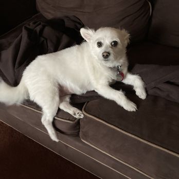 Resting Paws - Ivanka - Pet Cremation Services Near Me