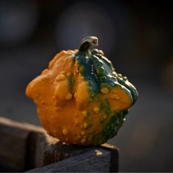 McDonald's Greenhouse & Corn Maze - Fall is here!