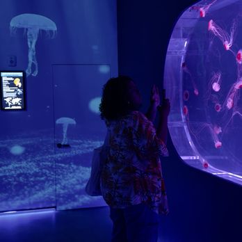 Jellyfish Museum - Museums Near Me - Pompano Beach, Florida Jellyfish Museum - Museums Near Me - Pompano Beach, Florida
