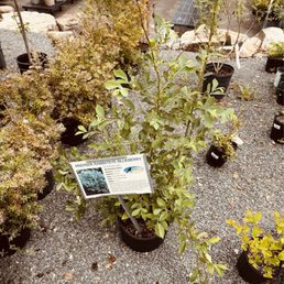 Another blueberry plant purchased.
