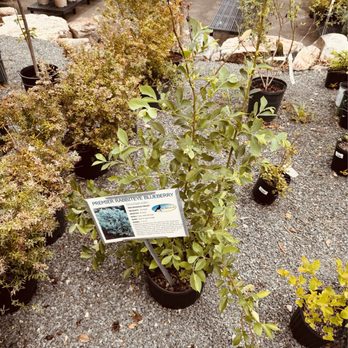 Atlantic Gardening Company - Another blueberry plant purchased. - Nurseries & Gardening Near Me - Raleigh, North Carolina