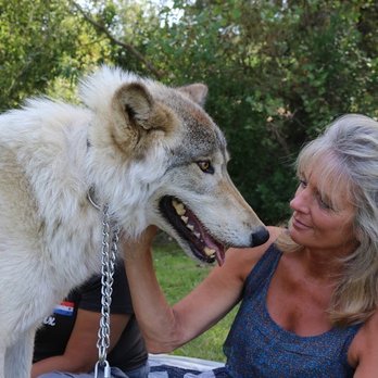 New Method Wellness - Wolf therapy - Counseling & Mental Health Near Me - San Juan Capistrano, California