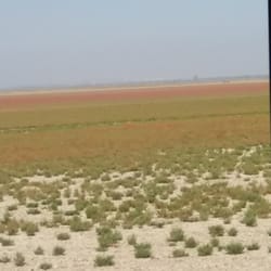 Parque Nacional y Natural de Doñana - Marisma, seca en verano. ¡Los flamencos emigraron al norte!