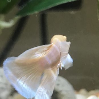 Ocean Aquarium - elephant ear betta, they have the best in SF!! - Aquarium Services Near Me - San Francisco, California Ocean Aquarium - elephant ear betta, they have the best in SF!! - Aquarium Services Near Me - San Francisco, California