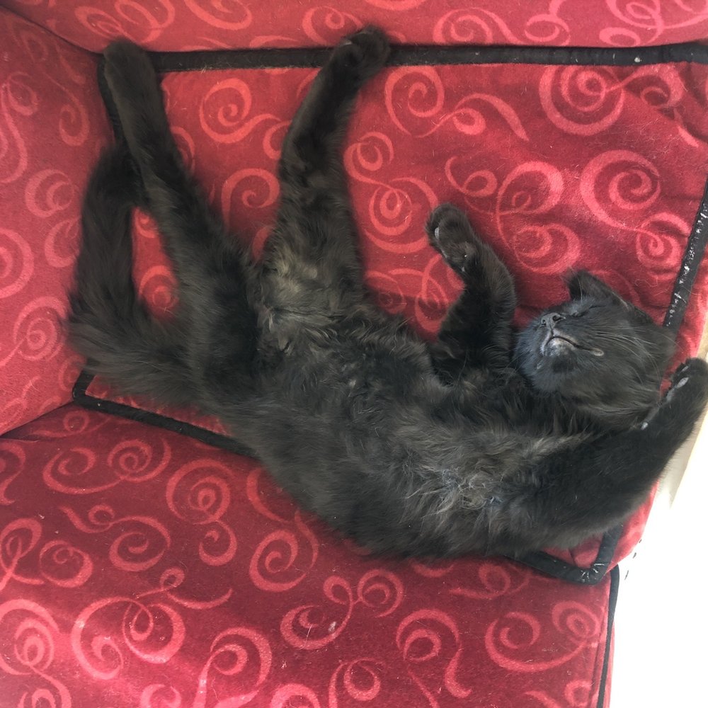Catopia Cat Cafe - Loved this tiny baby! - Pet Adoption Near Me - Albuquerque, New Mexico