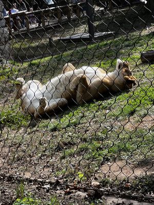 Philadelphia Zoo by null