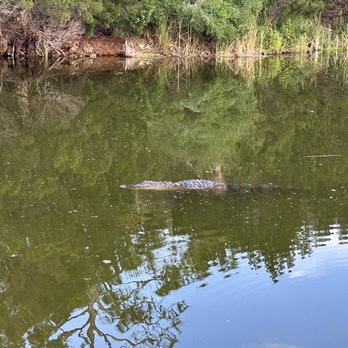 Brian's Place - Gator - Spanish Near Me - Hernando Beach, Florida
