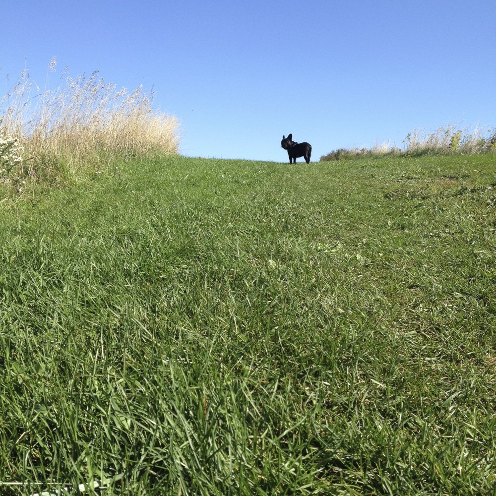 Euston Park - Guys! Can you see me? It's sooperpretty up here! - Parks Near Me - London, Ontario Euston Park - Guys! Can you see me? It's sooperpretty up here! - Parks Near Me - London, Ontario