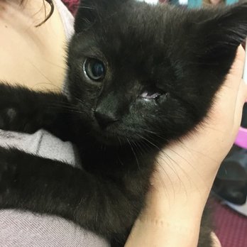 all about cats rescue - Animal Shelters Near Me - freeport, New York