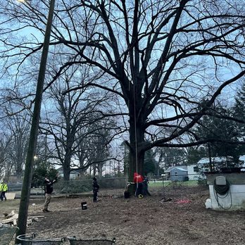 Cheap & Great Tree Services - Before - Tree Services Near Me - Acworth, Georgia Cheap & Great Tree Services - Before - Tree Services Near Me - Acworth, Georgia
