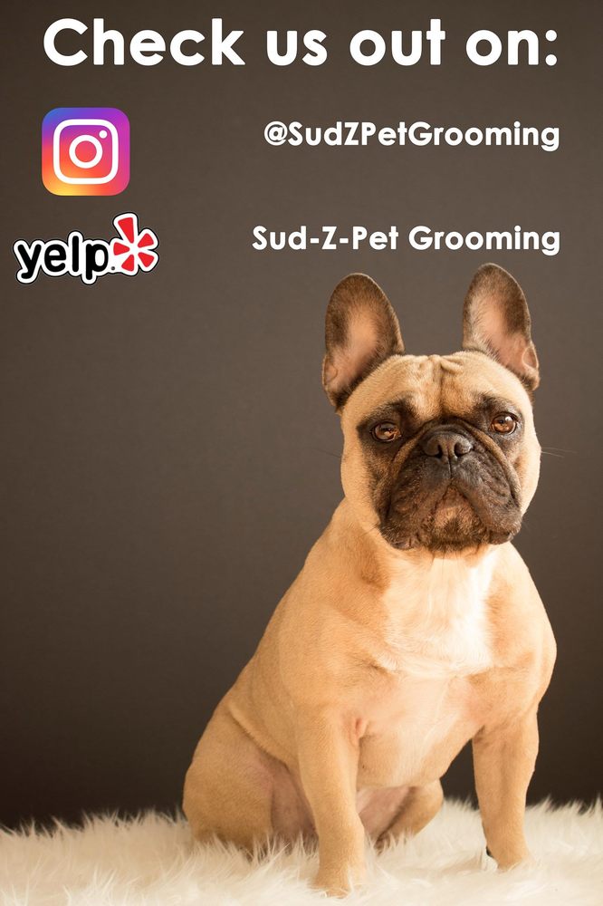 SUDZPET GROOMING Updated September 2024 16 Photos 142 N Grand