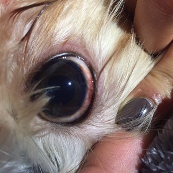 Paws Pet Resort - Cut on our dogs eyes after boarding...horrible! - Pet Groomers Near Me - Houston, Texas Paws Pet Resort - Cut on our dogs eyes after boarding...horrible! - Pet Groomers Near Me - Houston, Texas