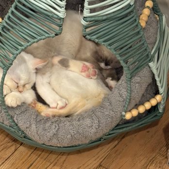 Vintage Cat Cafe - Inside the cat room - Coffee & Tea Near Me - Toronto, Ontario