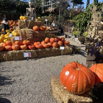 Plant Depot - All decorated for Halloween. So many pumpkins. They're huge! - Nurseries & Gardening Near Me - San Juan Capistrano, California Plant Depot - All decorated for Halloween. So many pumpkins. They're huge! - Nurseries & Gardening Near Me - San Juan Capistrano, California
