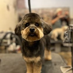 The Wash Wag - Dog