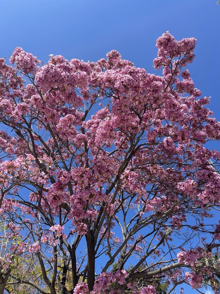 A Better Life Coach - grief counselor in Rancho Mirage, CA