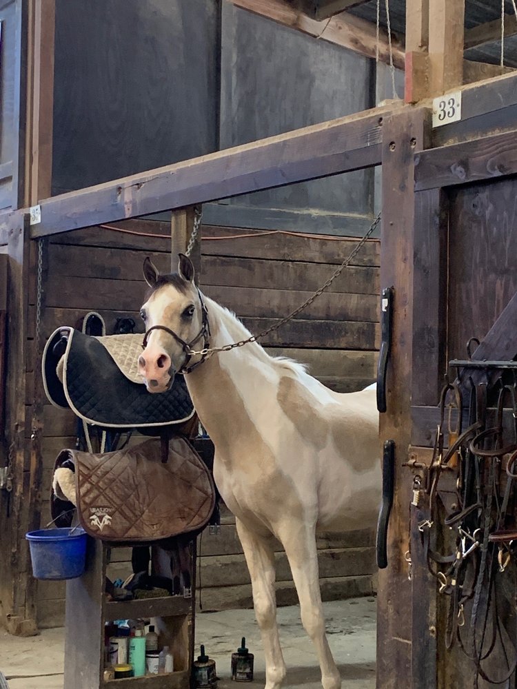 REVEAL EQUESTRIAN Updated May 2024 26 Photos 26282 Oso Rd, San