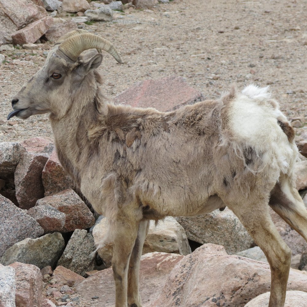 magnificent mountain goat ram magnificent mountain goat ram
