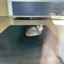 Animal Emergency Center - Cat in the er