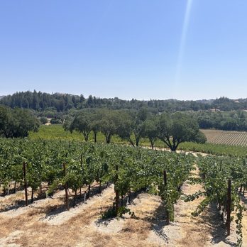 Carpenter Wine - Vineyard view from the tasting room - Wine Tours Near Me - Healdsburg, California