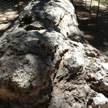 The Petrified Forest - Parks Near Me - Calistoga, California The Petrified Forest - Parks Near Me - Calistoga, California