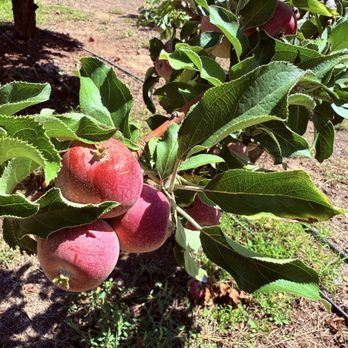 Apple Annie's Orchard - Farmers Market Near Me - Willcox, Arizona