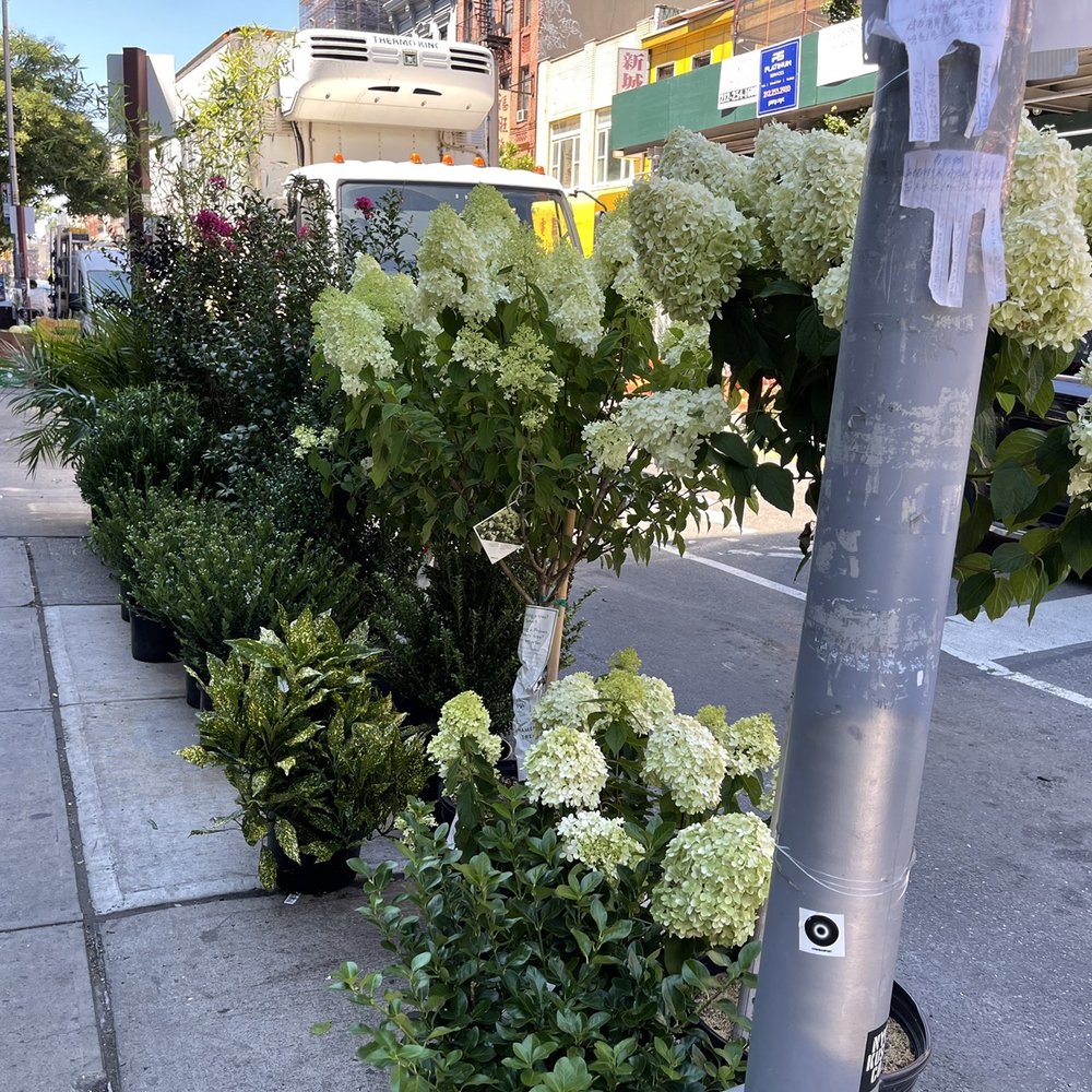 Dahing Plants - The overflowing selection on the street - Florists Near Me - New York, New York